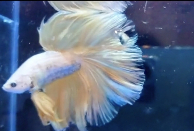 Betta Samurai Gold