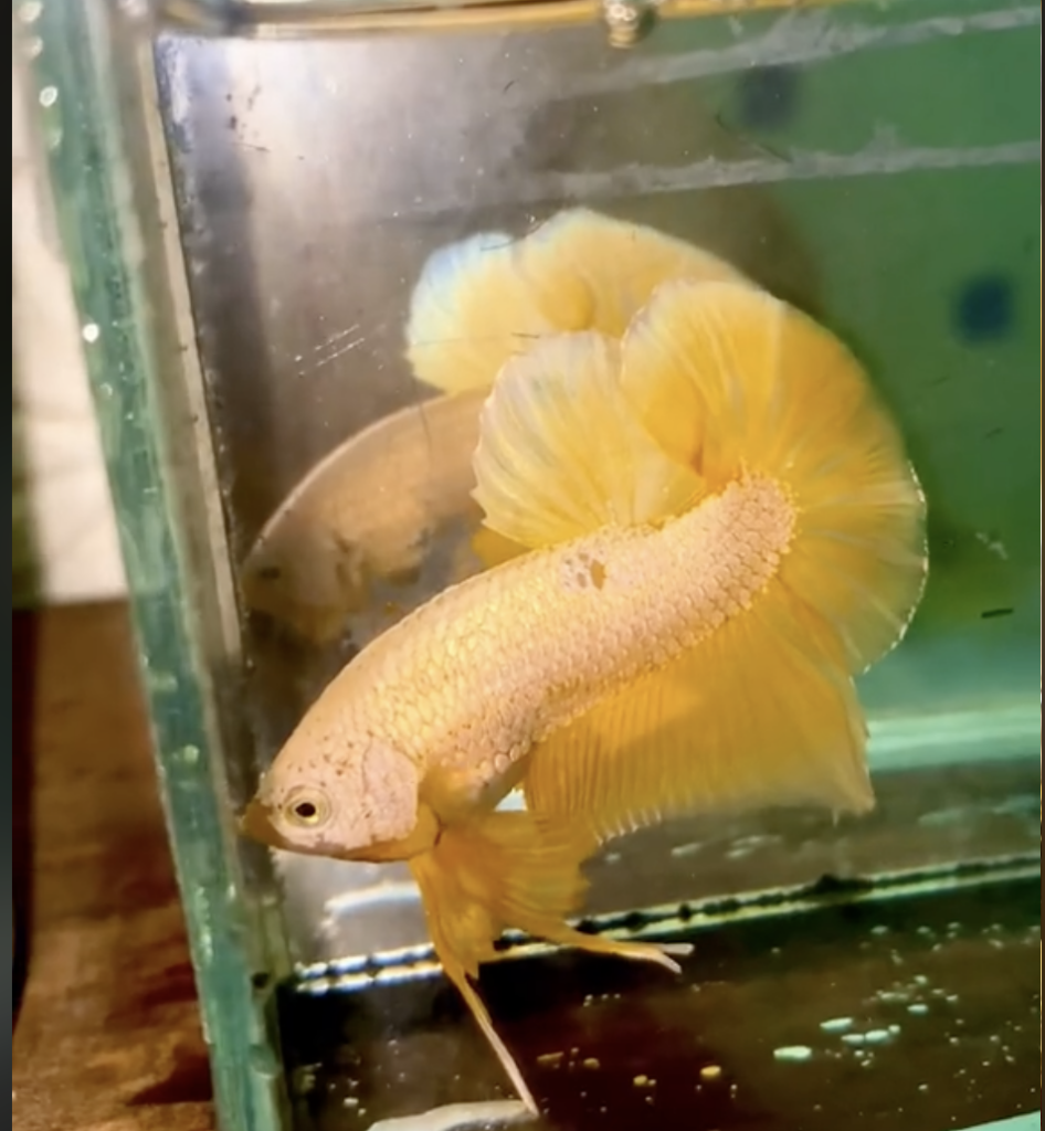 Betta Samurai Gold