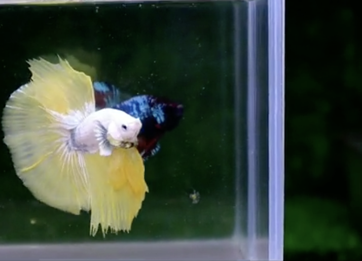 Betta Samurai Gold