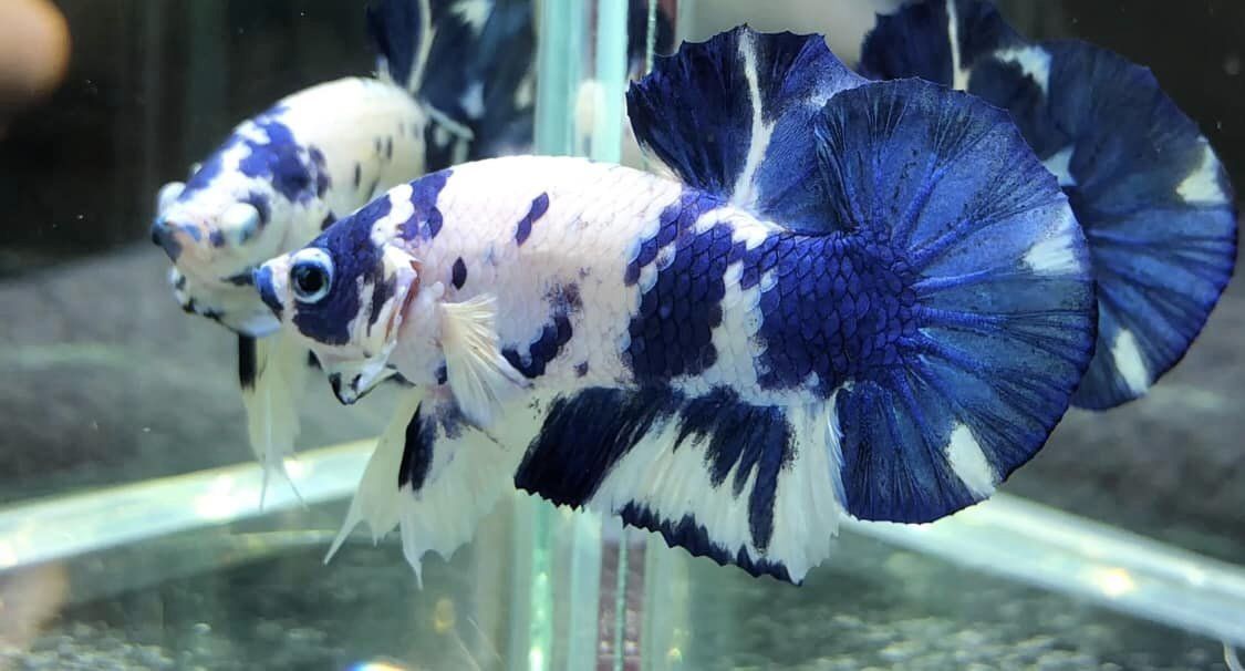 betta marble dot