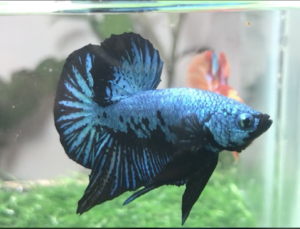 Cá Betta Samurai Blue