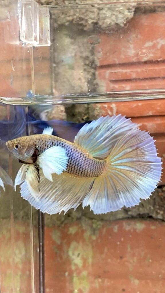 betta dumbo dứa