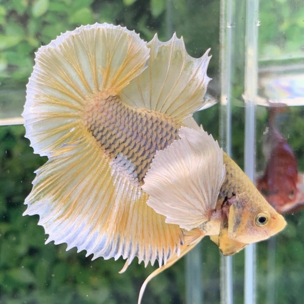 betta dumbo dứa