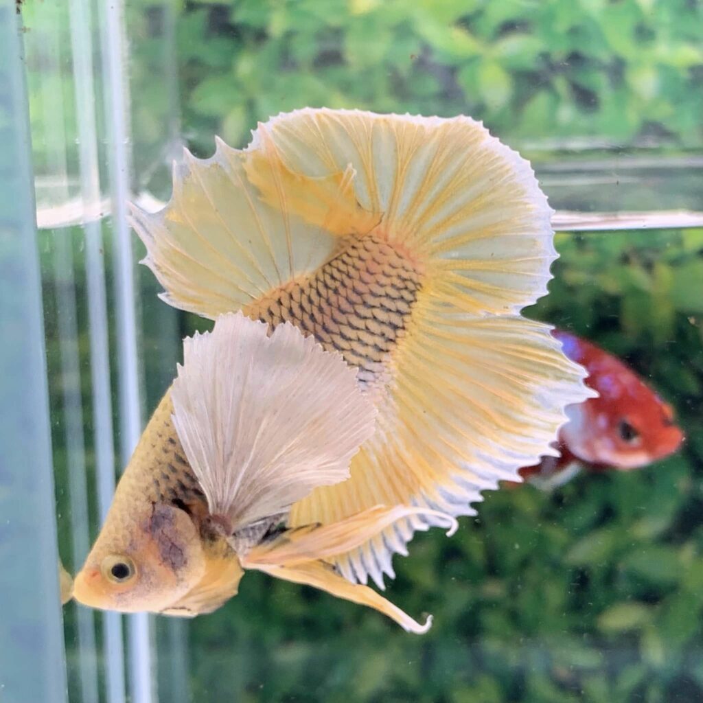 betta dumbo dứa