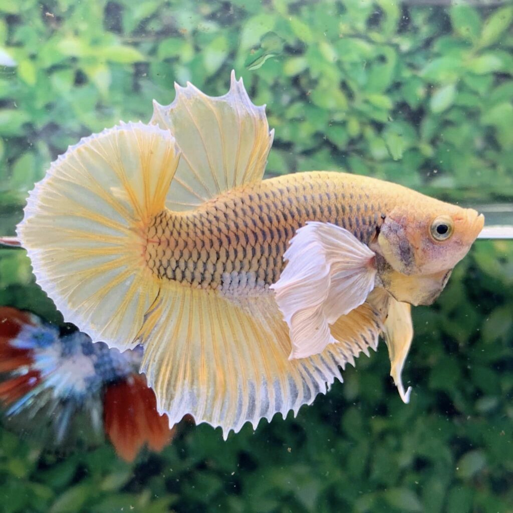 betta dumbo dứa