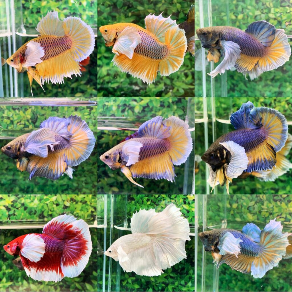 betta dumbo dứa