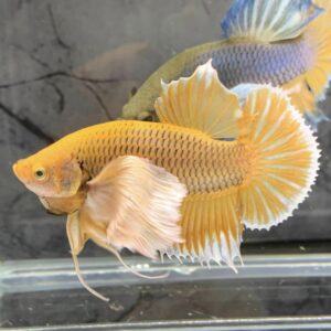 betta dumbo dứa