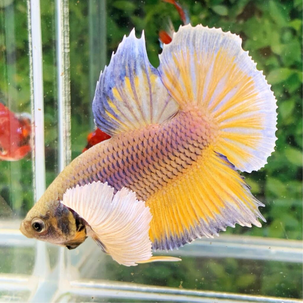 betta dumbo dứa