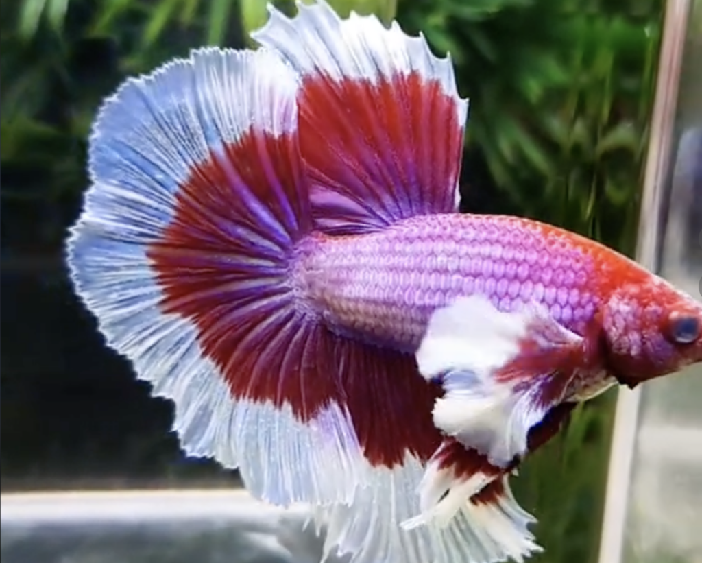 Betta Dumbo Lavender