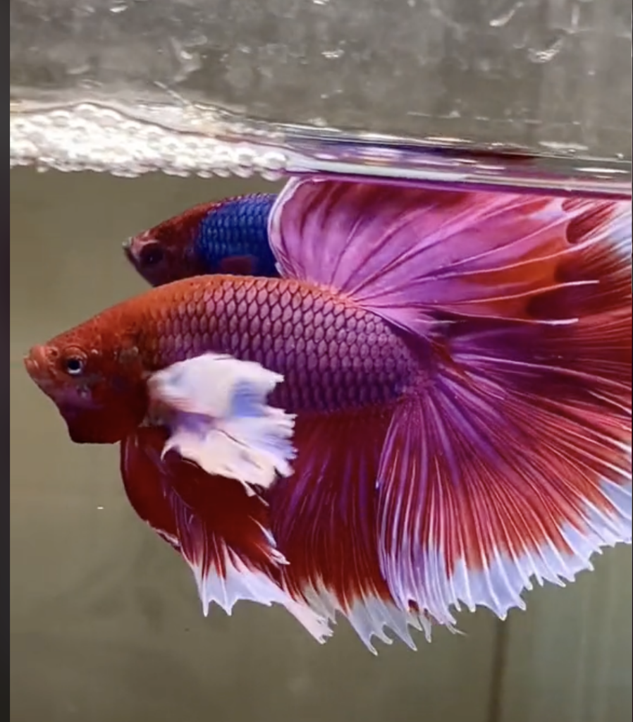 Betta Dumbo Lavender