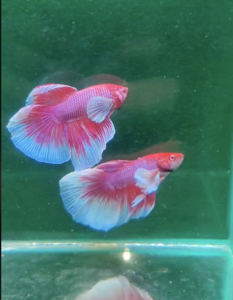 Betta Dumbo Lavender