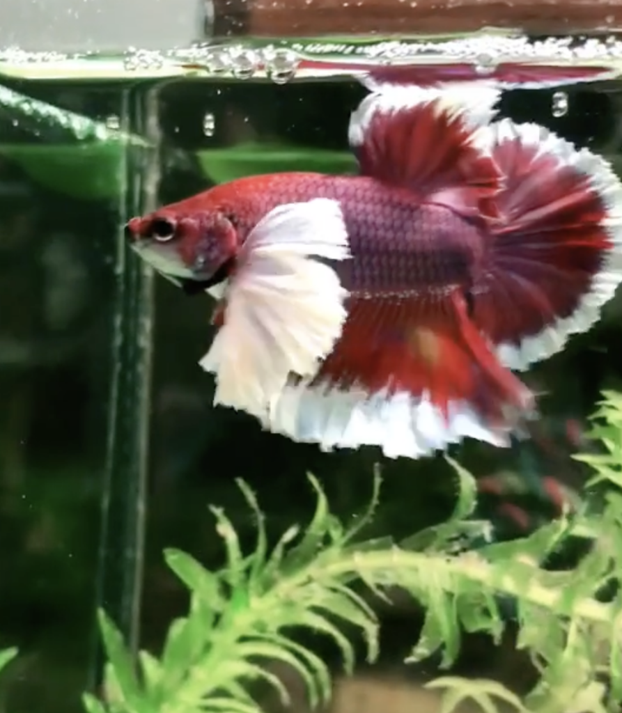 Betta Dumbo Lavender