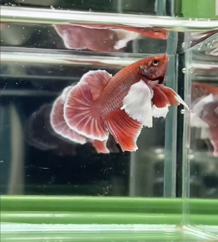 Betta Dumbo Lavender