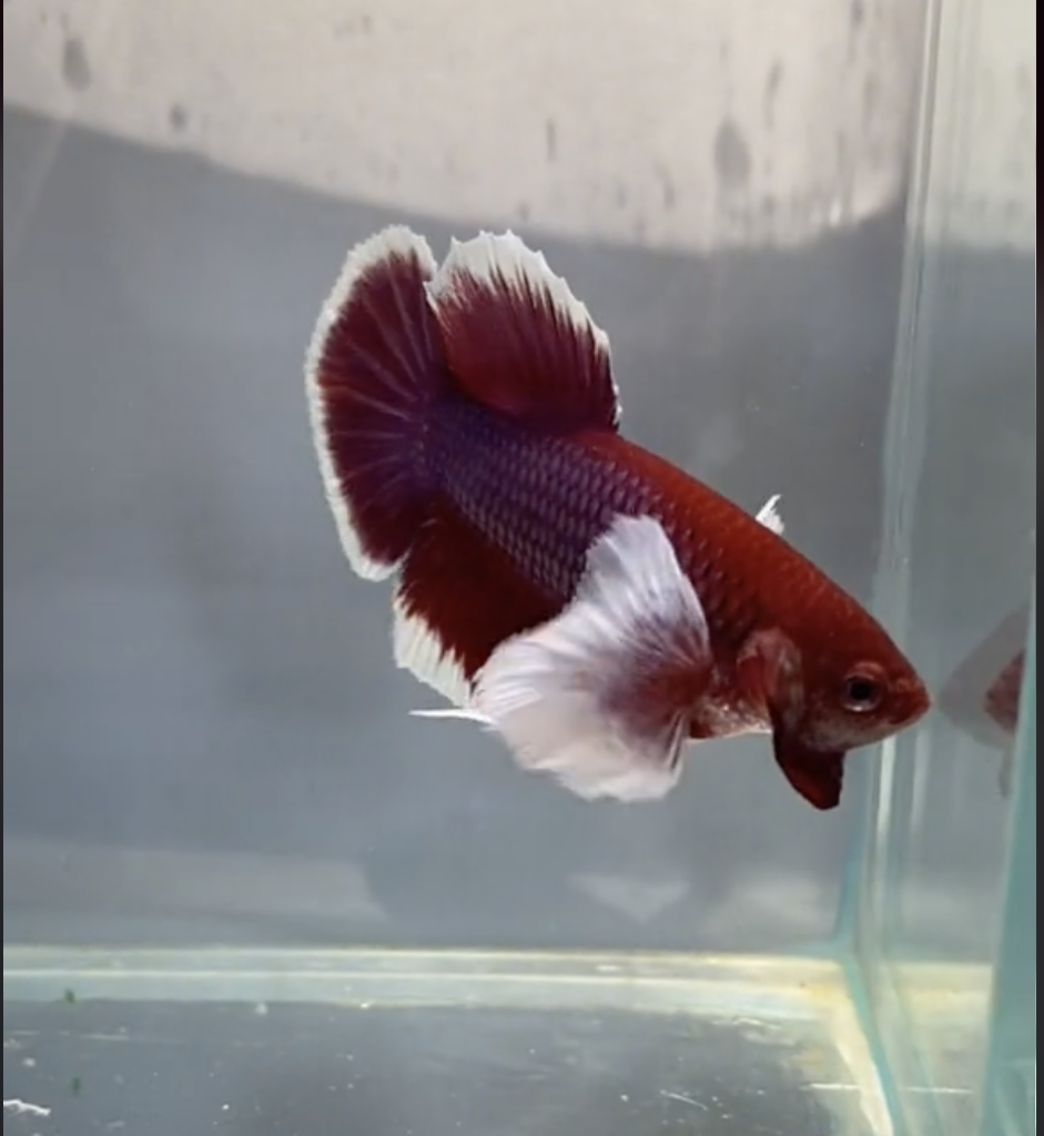 Betta Dumbo Lavender