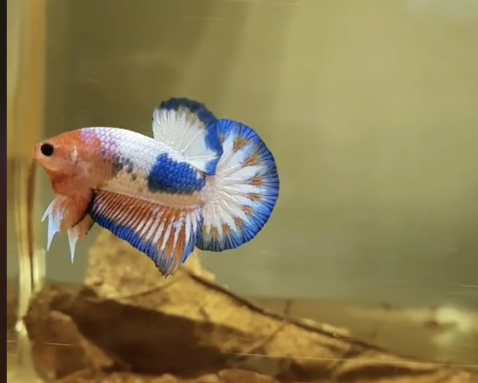 Betta Fancy