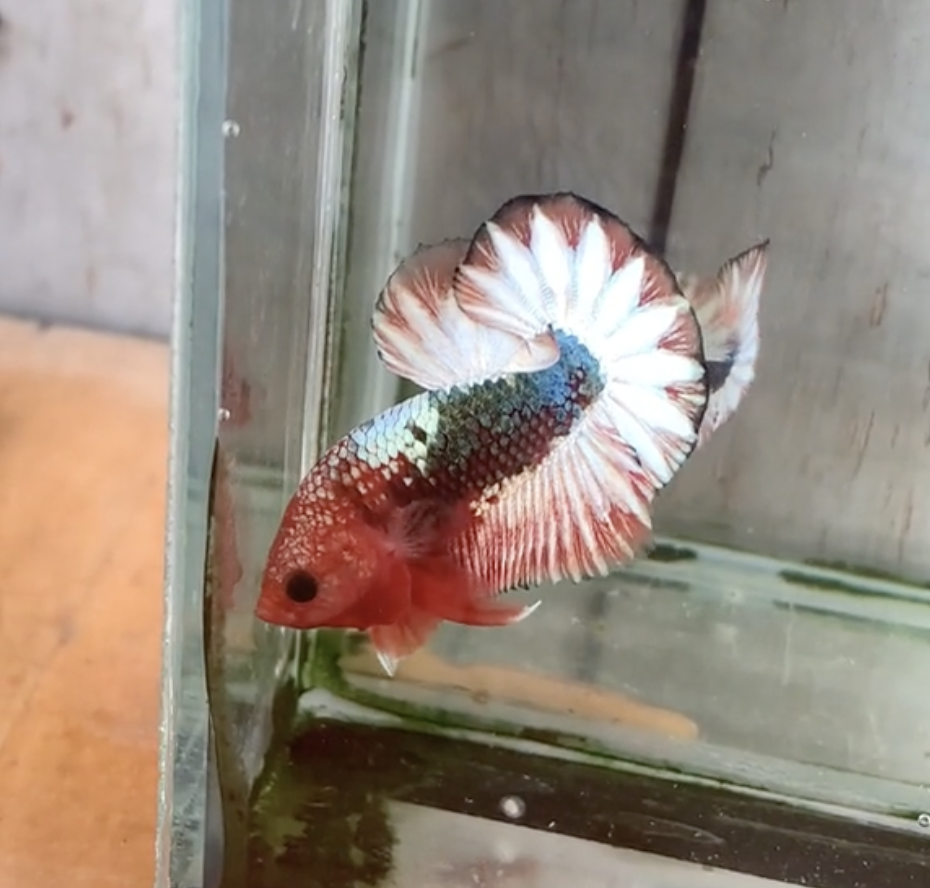 Betta Fancy