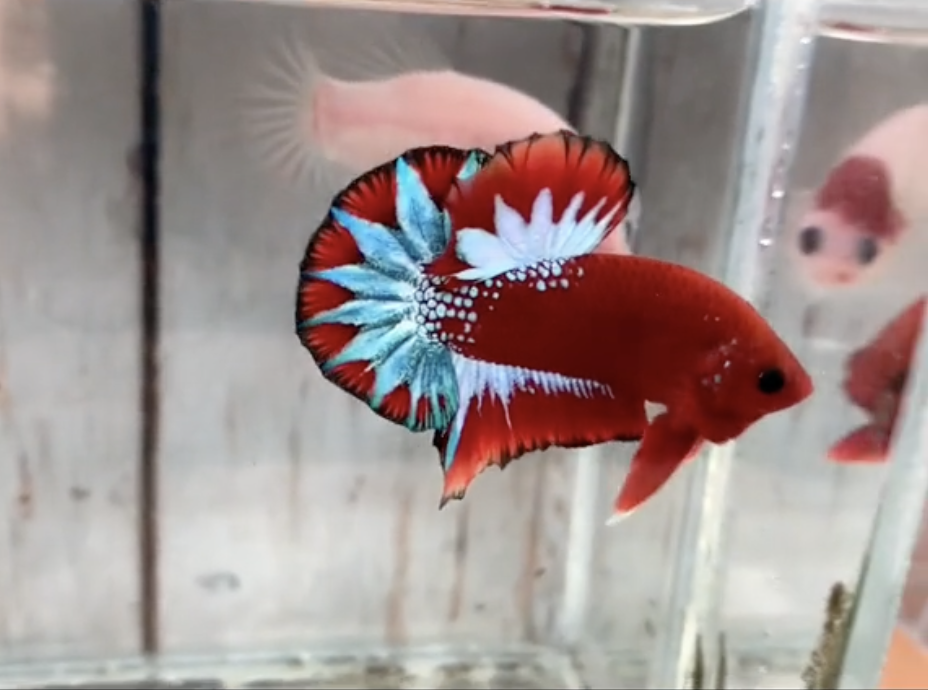 Betta Fancy