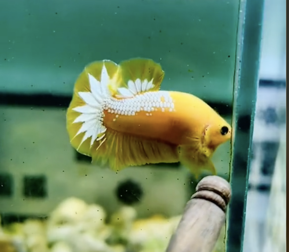 Betta Fancy Yellow