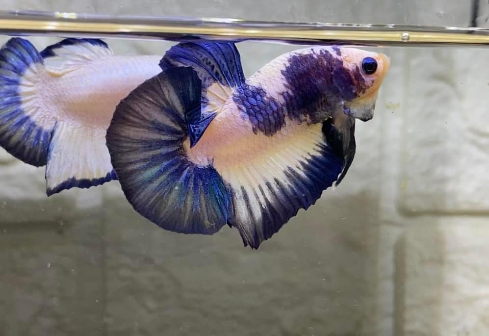 Betta Marble Dot Star Tail