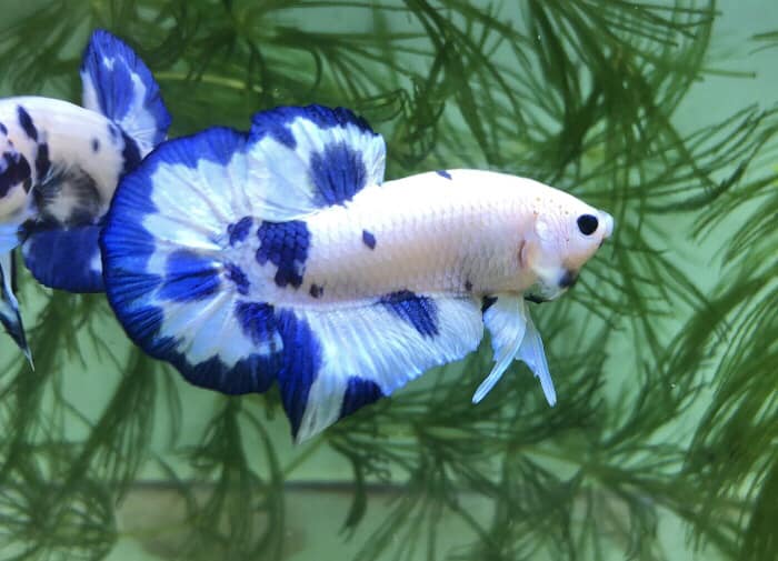 Betta Marble Dot Star Tail