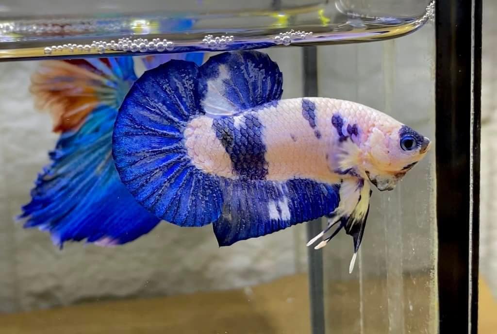 Betta Marble Dot Star Tail