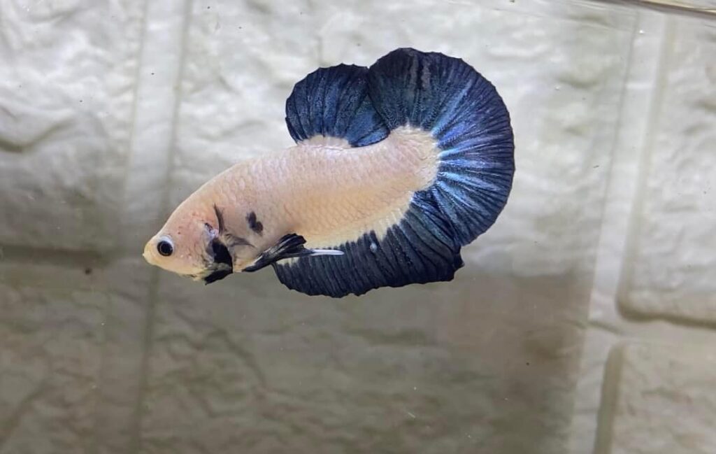 Betta Marble Dot Rim