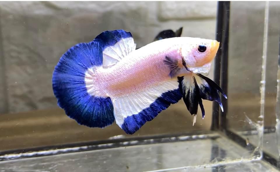 Betta Marble Dot Rim