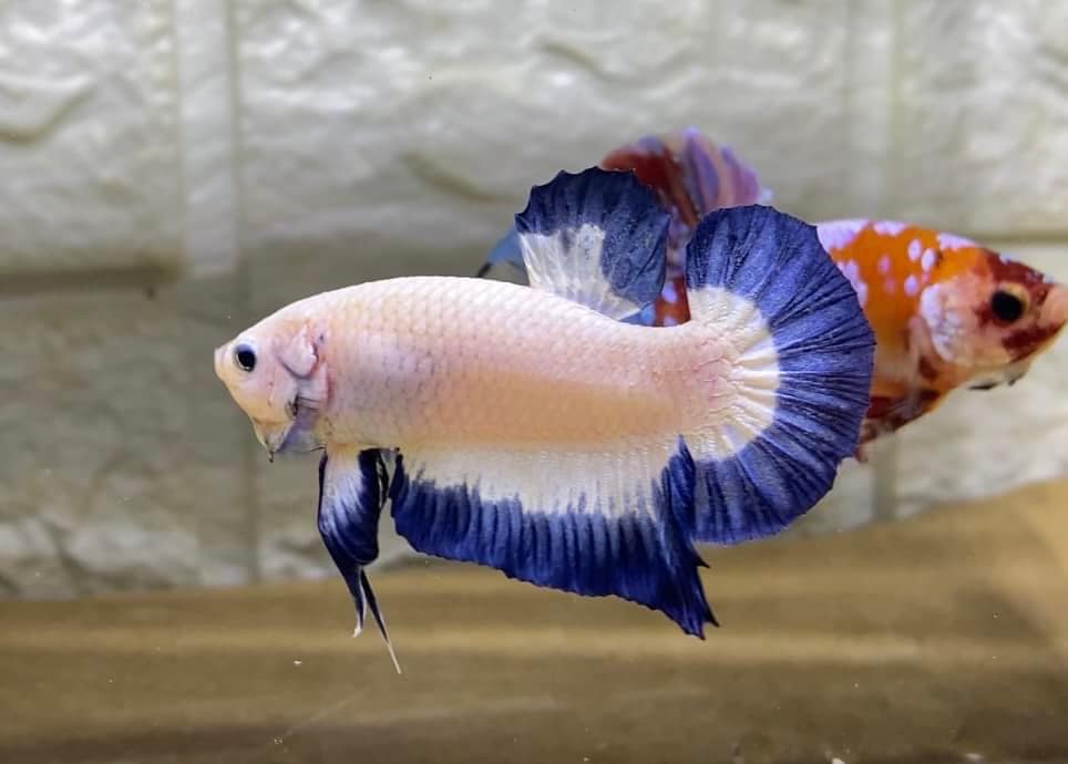 Betta Marble Dot Rim