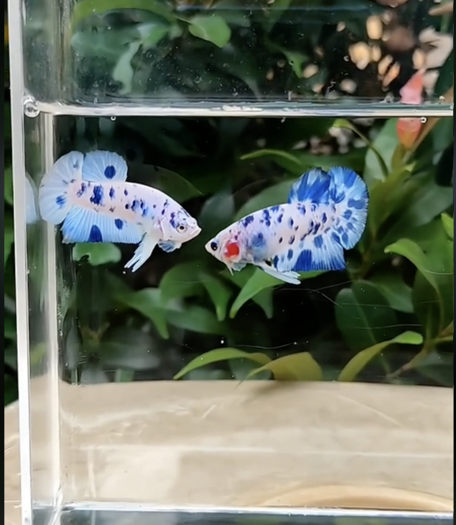 Betta Marble Dot Đốm