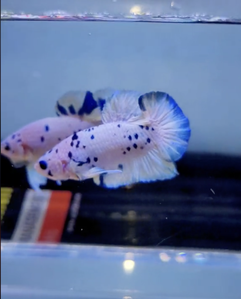 Betta Marble Dot Đốm