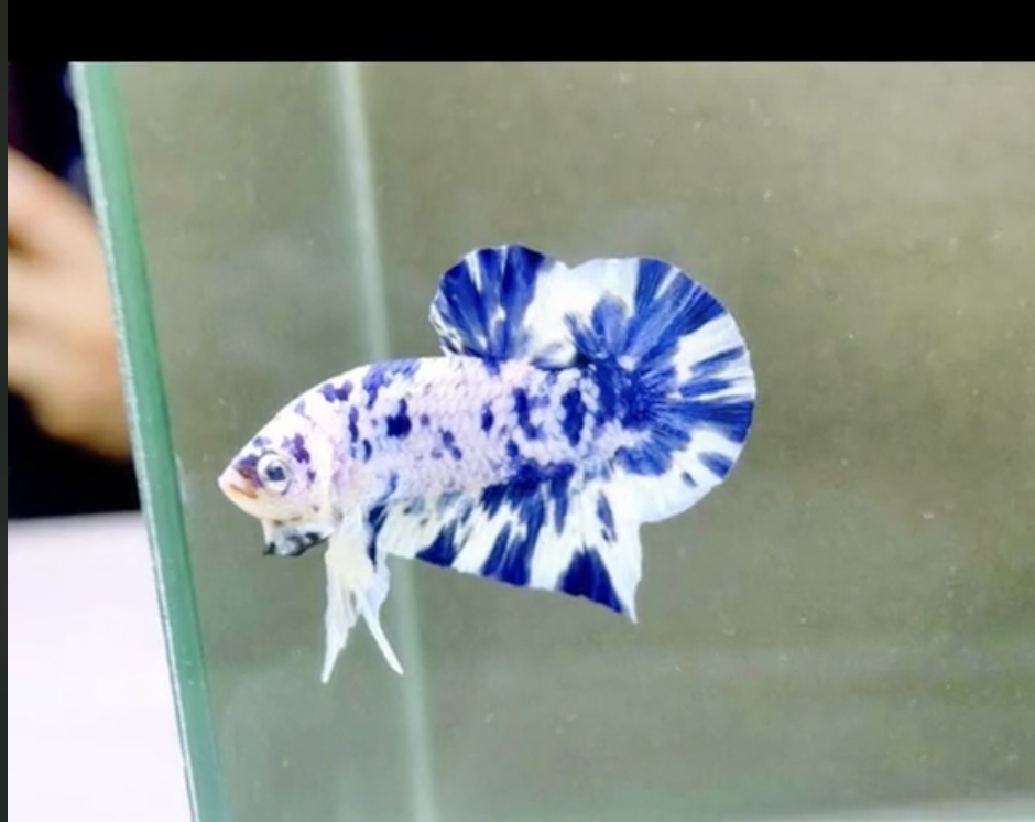 betta marble dot