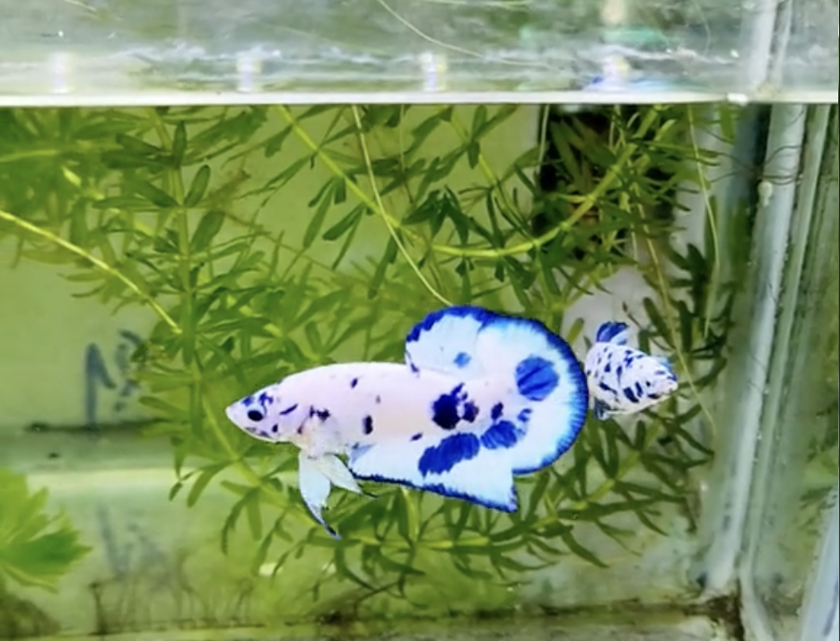 Betta Marble Dot Đốm