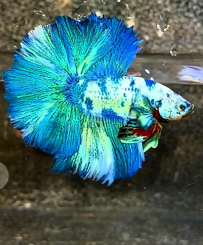 betta marble dot halfmoon