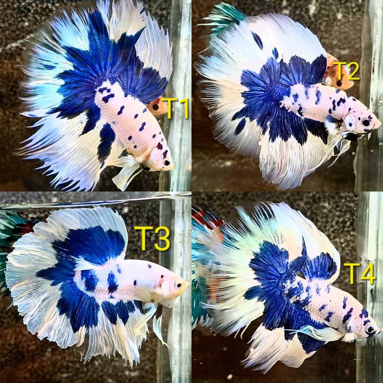 betta marble dot halfmoon