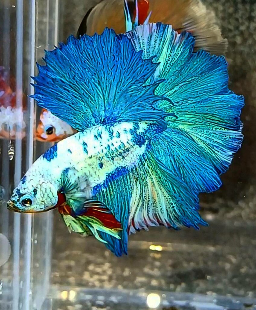 betta marble dot halfmoon