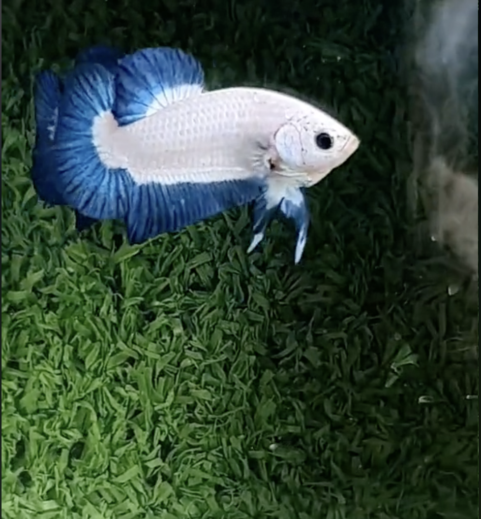 Betta Marble Dot Rim