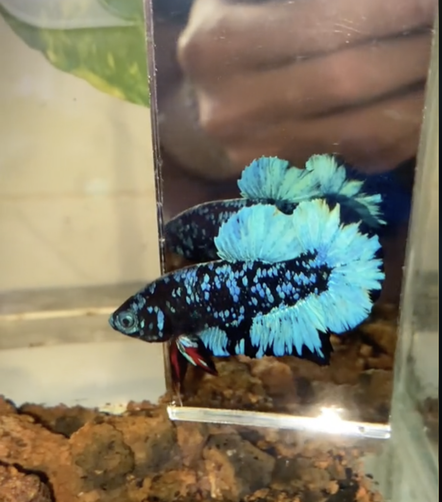 cá betta black blue