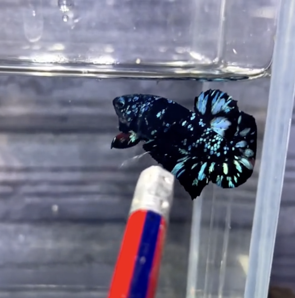 cá betta black blue