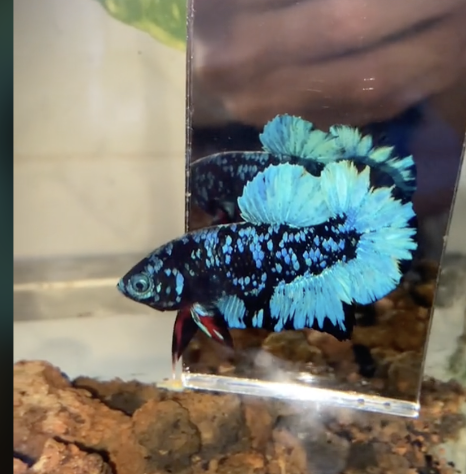 cá betta black blue