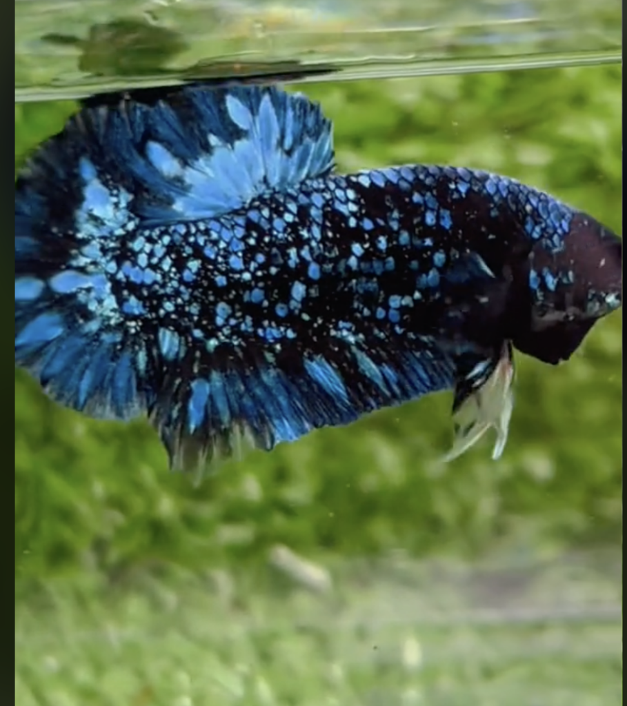 cá betta black blue