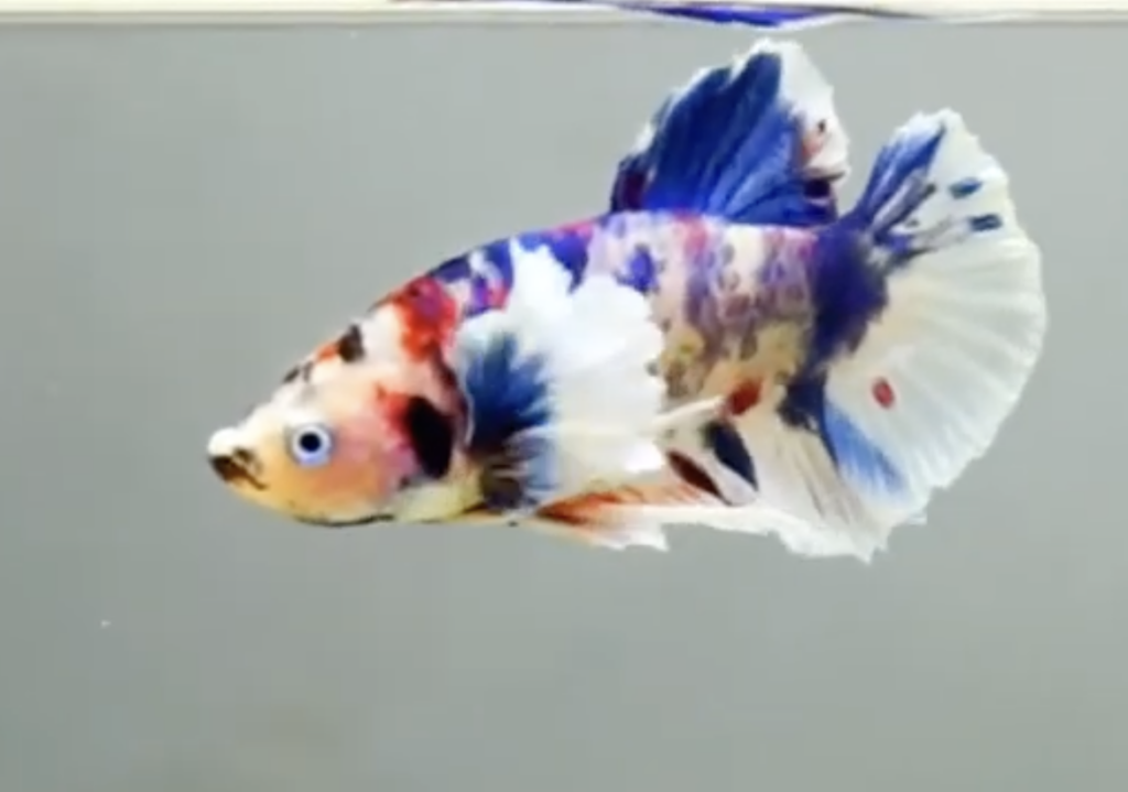 galaxy dumbo betta