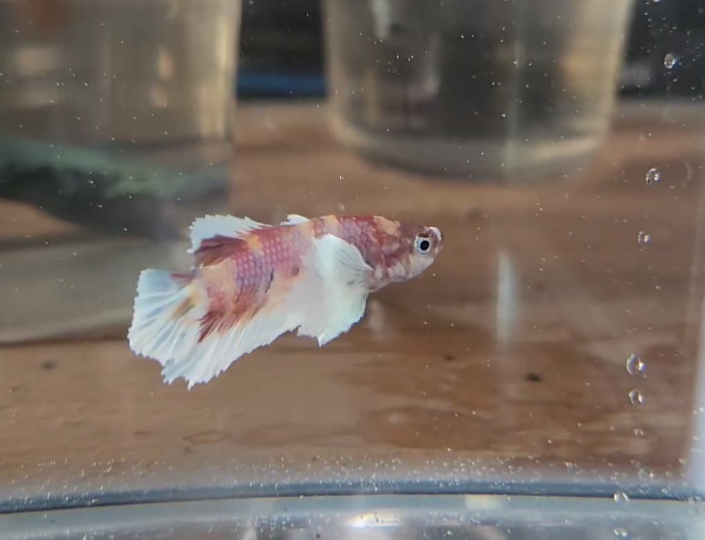 galaxy dumbo betta